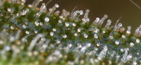 Photo trichomes from microscope